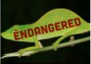 endangered