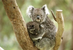 koala-cub.jpg