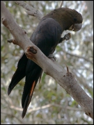 glossy-black-cockatoo_sept08-07.jpg