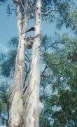 koala-CampCableRd