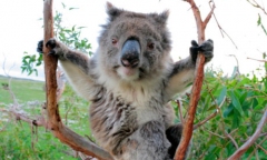 koala-in-a-gum-tree