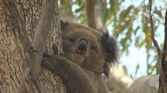 koala-population-decreasing