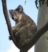 koalaD.Payne