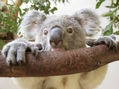 koala_peering