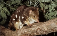 quoll170149