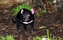 tasmanian_devil