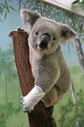 wildlifehospital_koala.jpg