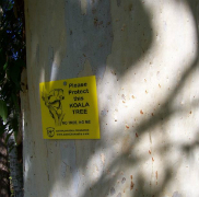 koala-tree-protect
